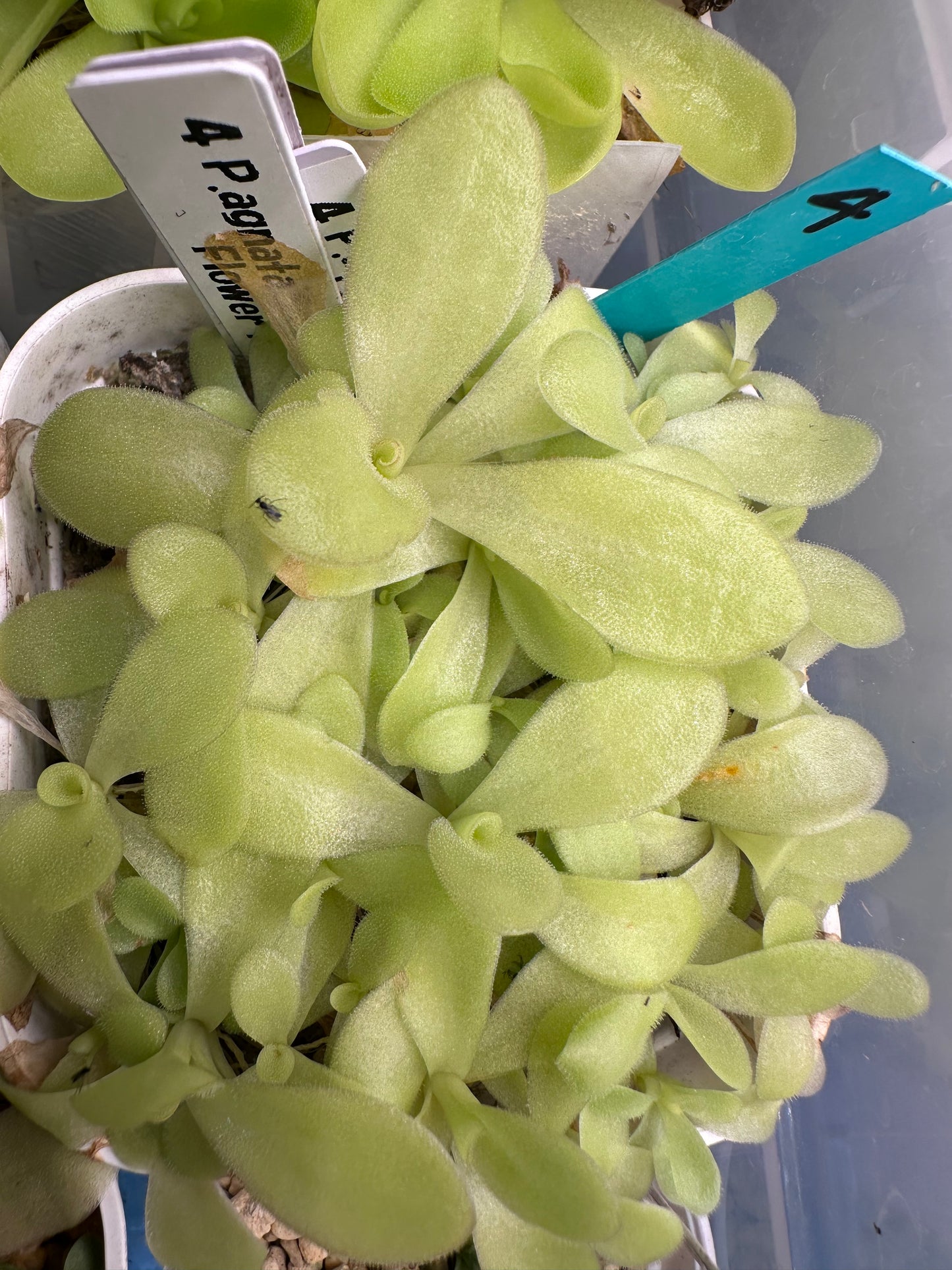 P. agnata scented flower