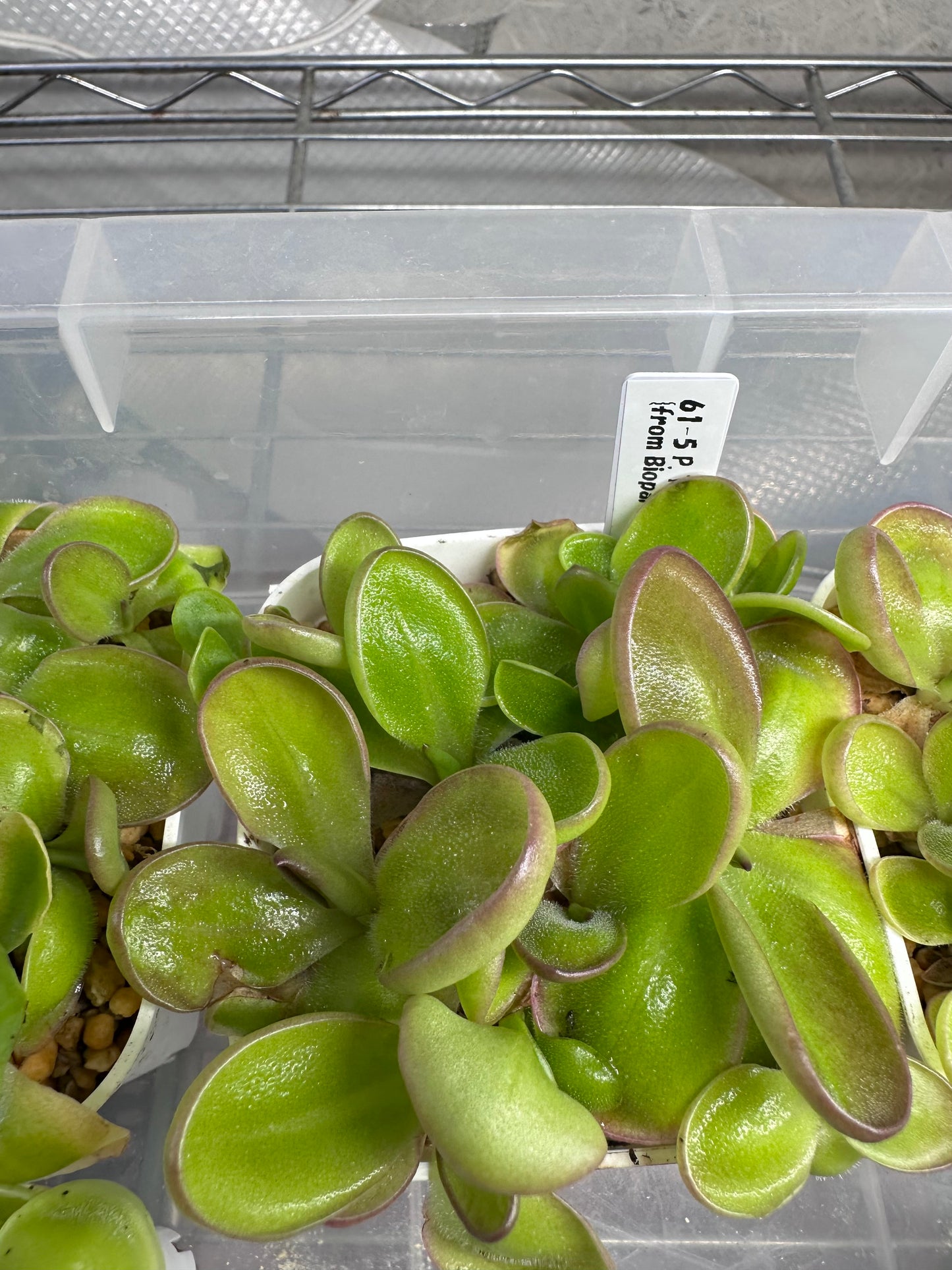 P. ‘Pico de Orizaba’