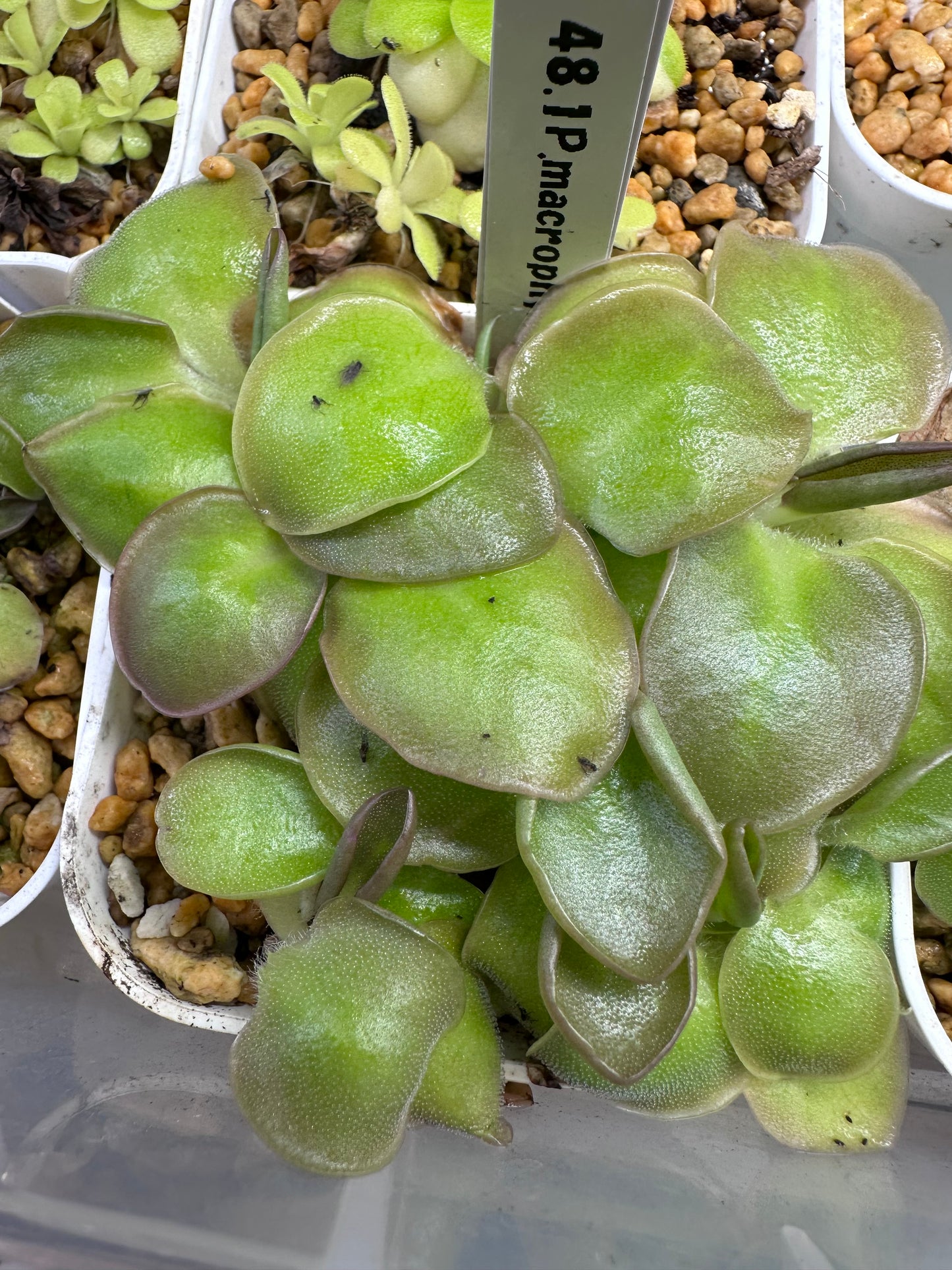 P. macrophylla