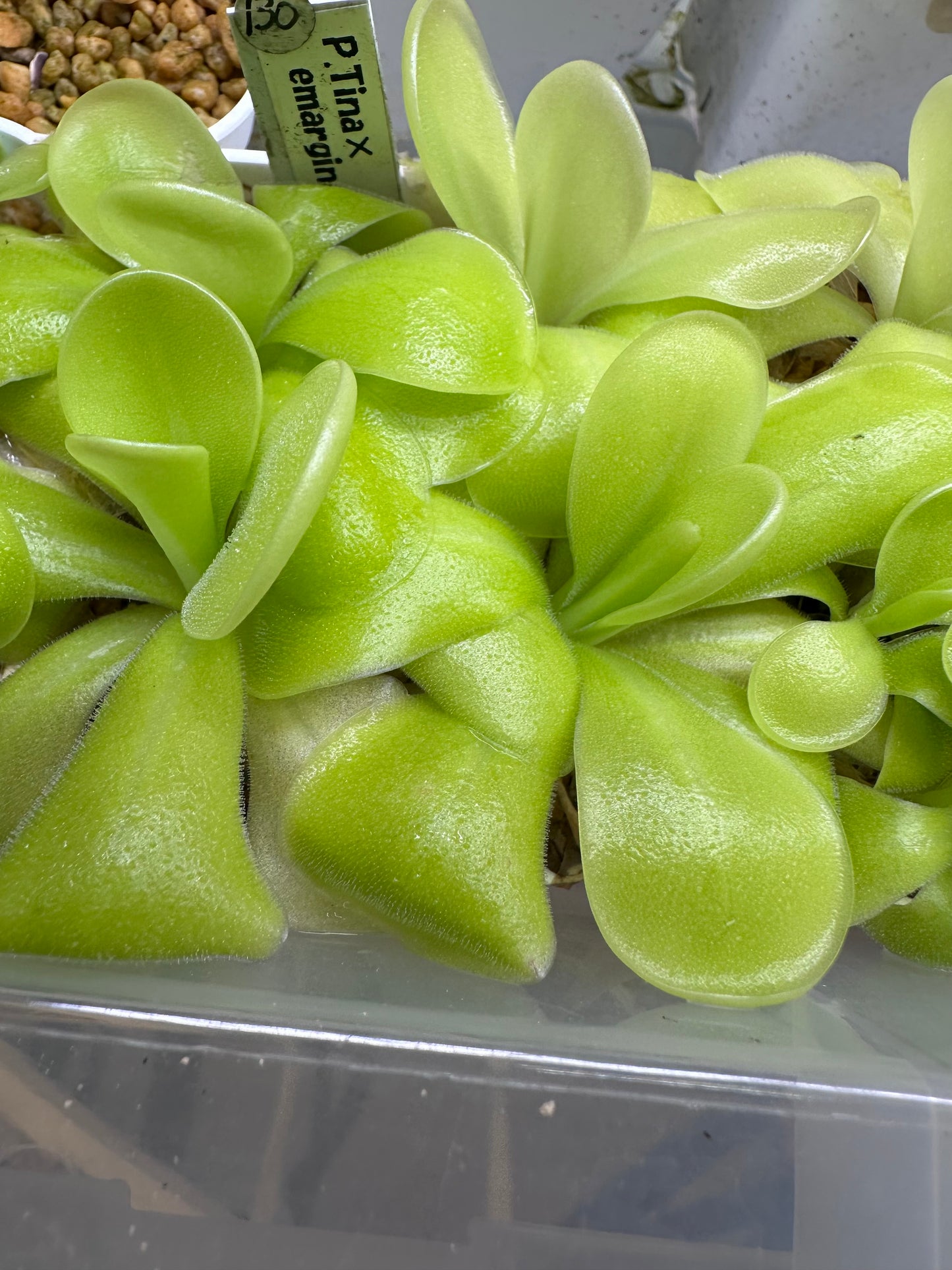 P. Tina× emarginata