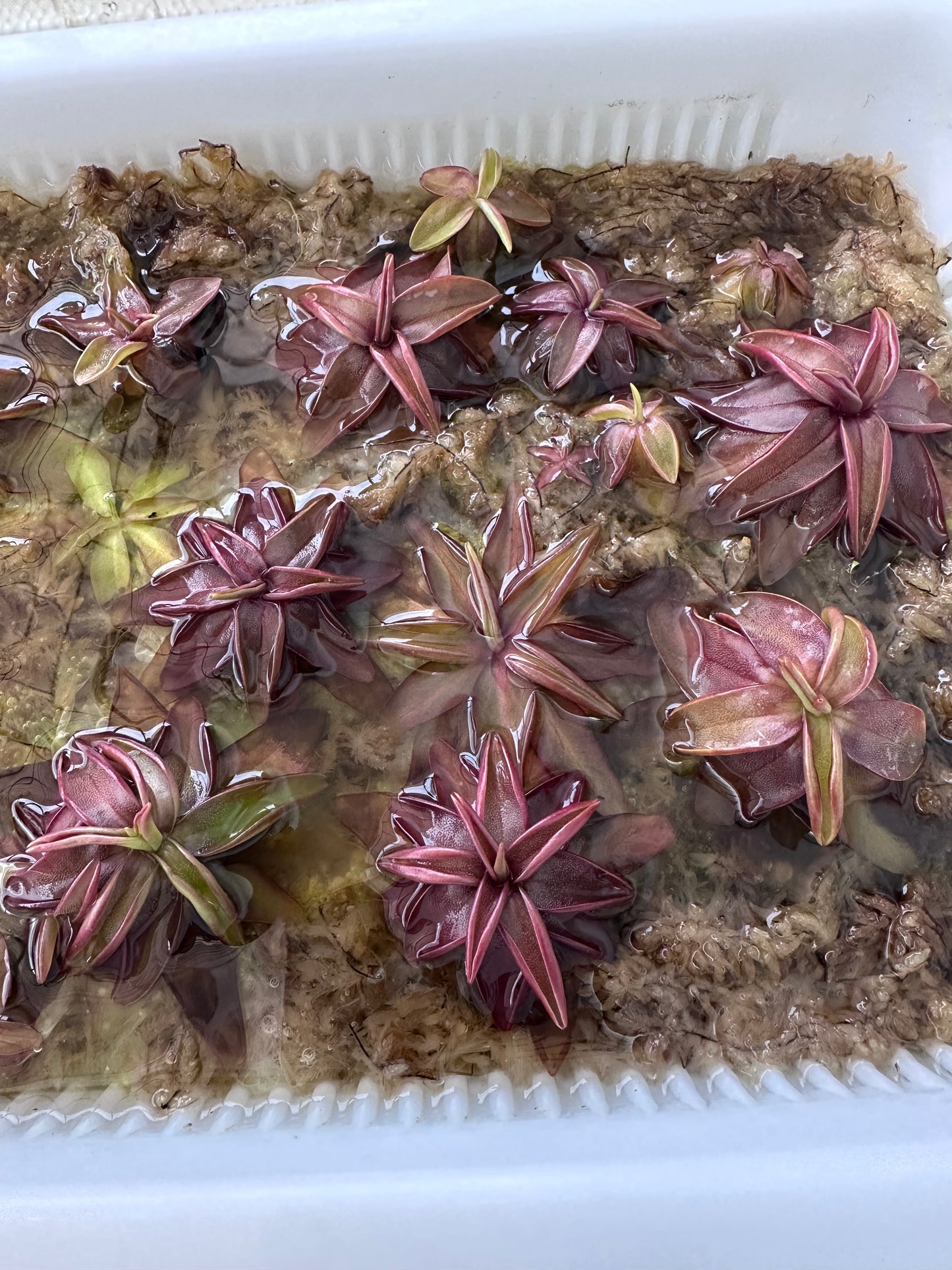 P. planifolia (red rossett)