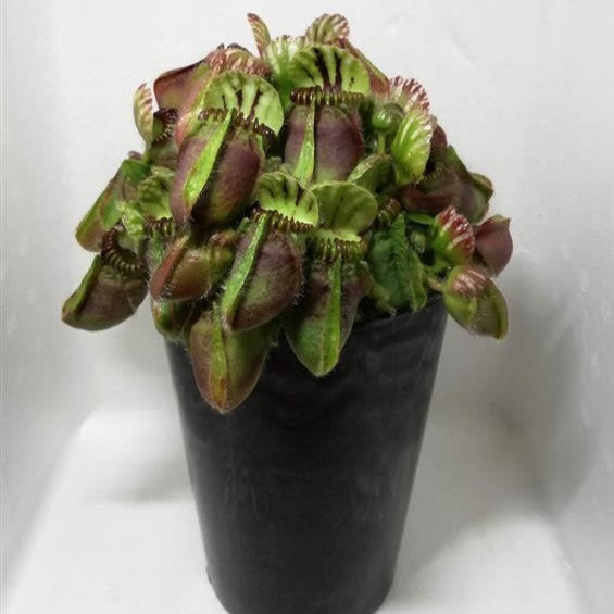 Cephalotus