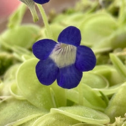 Pinguicula