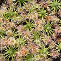 Pygmy Drosera