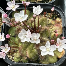 Tuberous Drosera