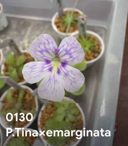 P. Tina× emarginata