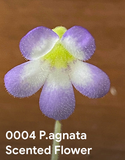 P. agnata scented flower