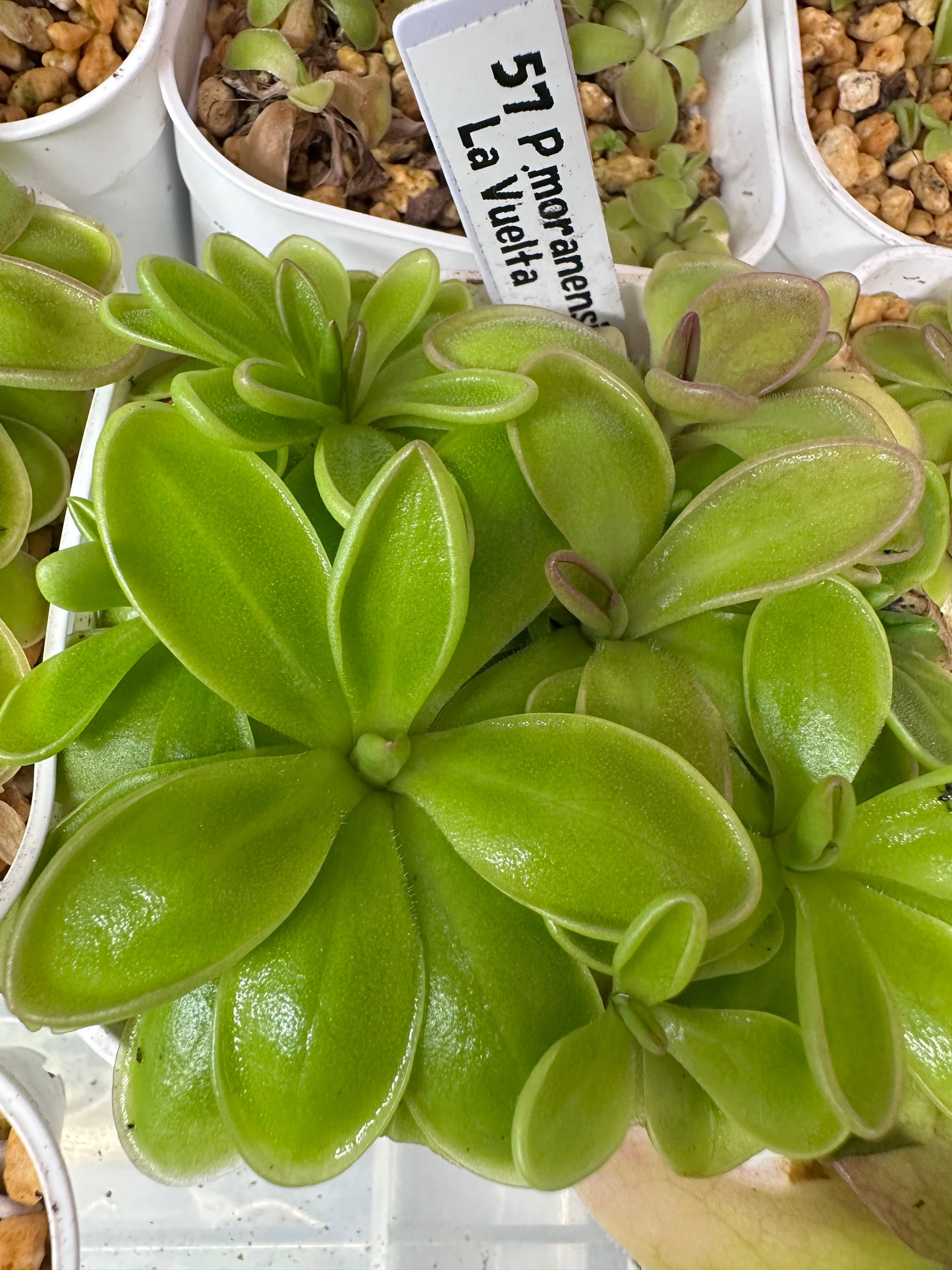 P. moranensis La Vuelta