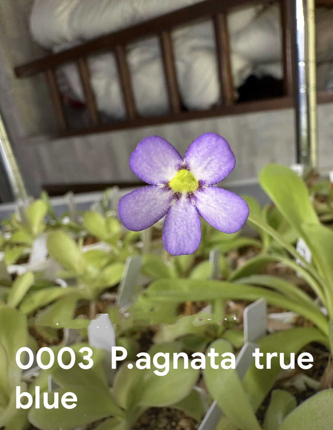 P. agnata true blue