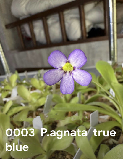 P. agnata true blue