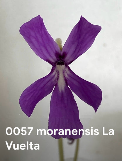 P. moranensis La Vuelta