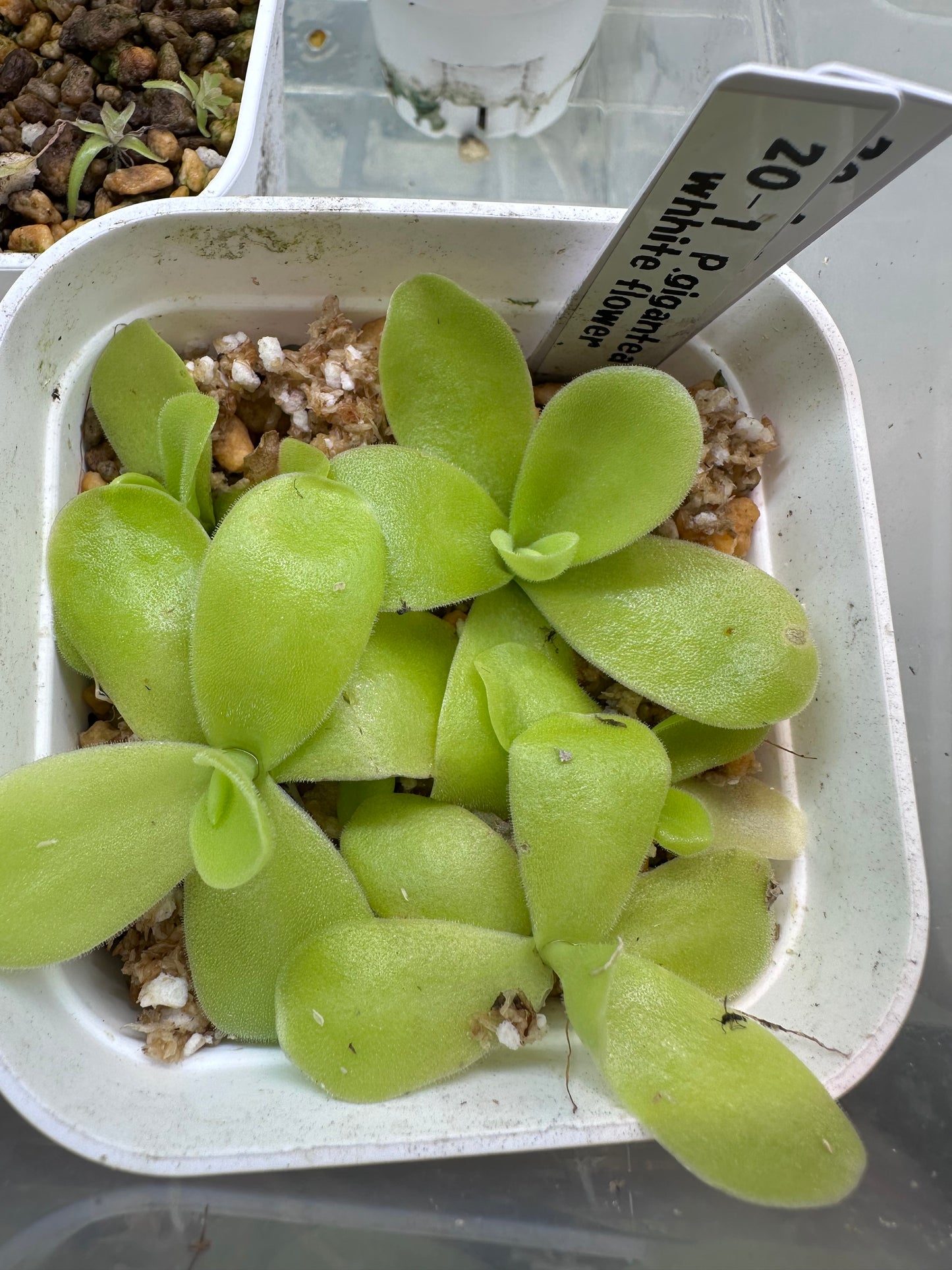 P. gigantea white flower