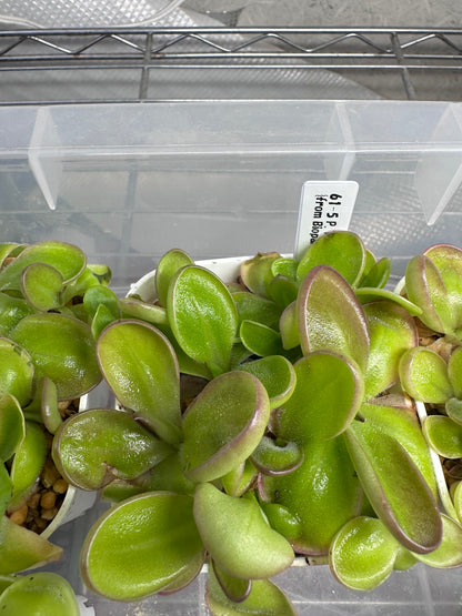 P. ‘Pico de Orizaba’