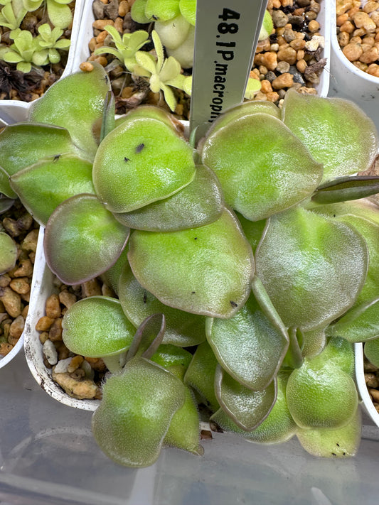 P. macrophylla