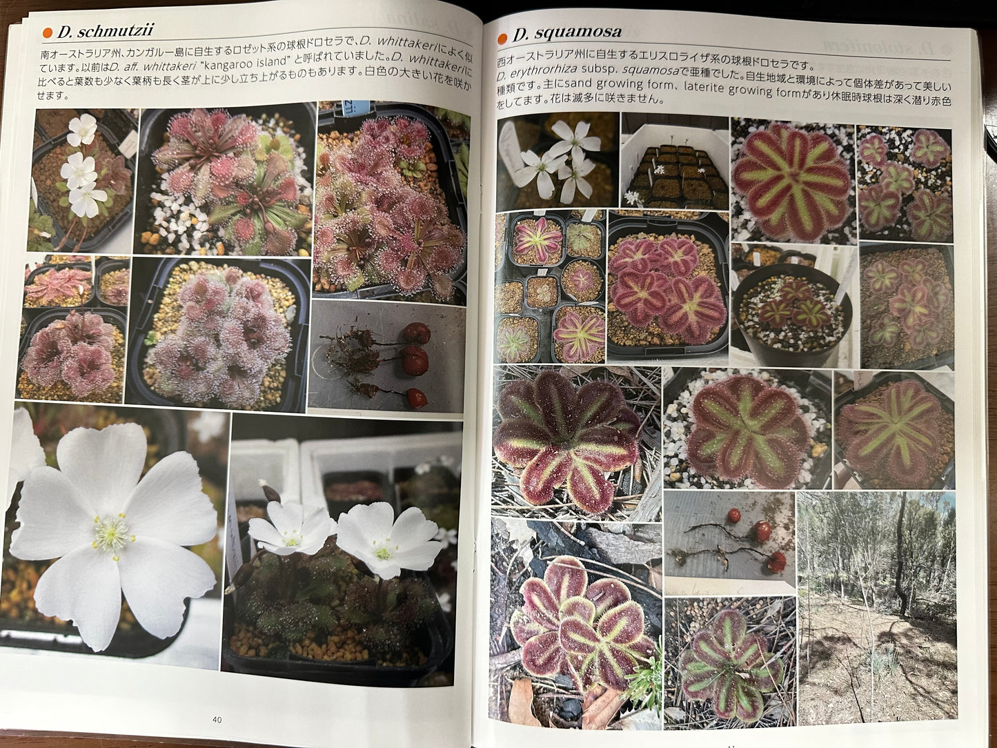 球根ドロセラ図鑑