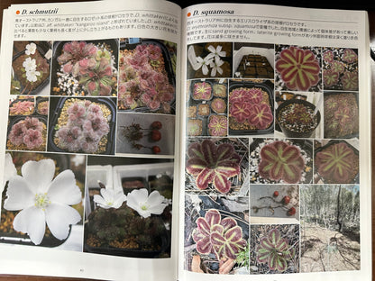 球根ドロセラ図鑑