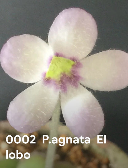 P. agnata “El Lobo”