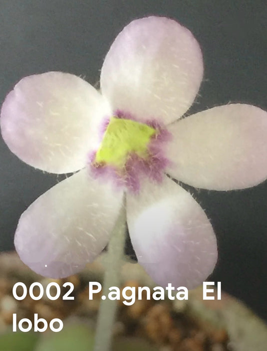 P. agnata “El Lobo”