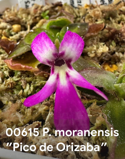 P. ‘Pico de Orizaba’