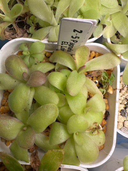 P. agnata “El Lobo”