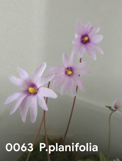 P. planifolia （red rossett）